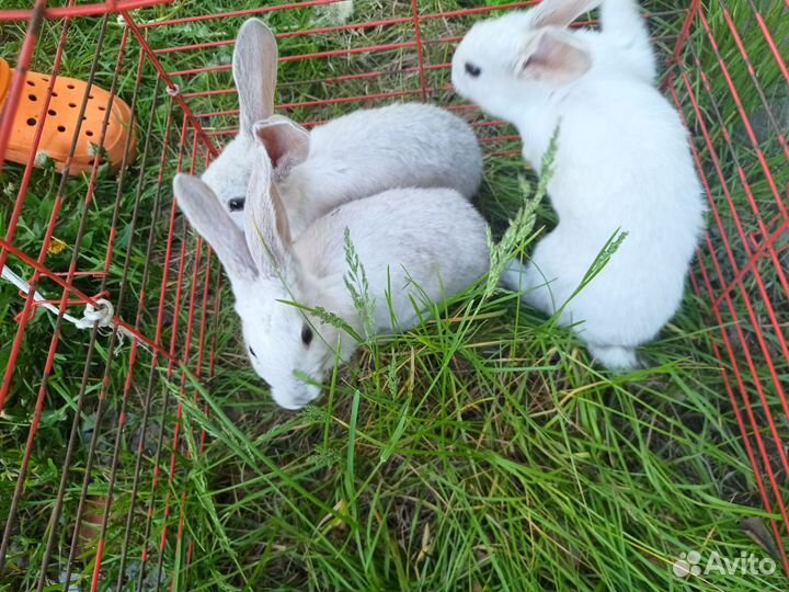Крольчата