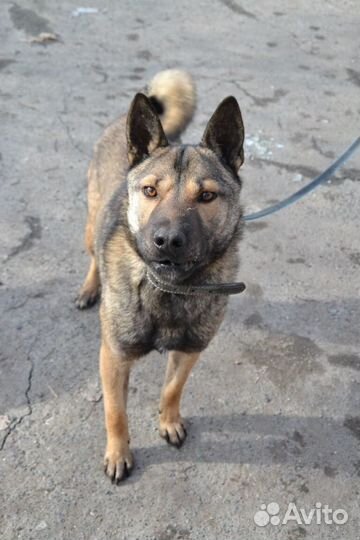 Рэм ищет дом