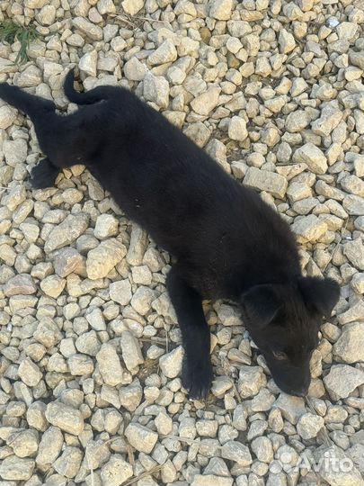 Собаки в дар