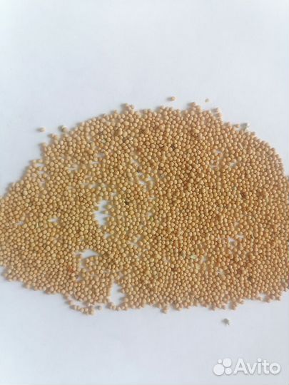 Семена горчицы