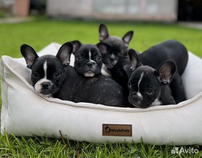 Щенки французского бульдога