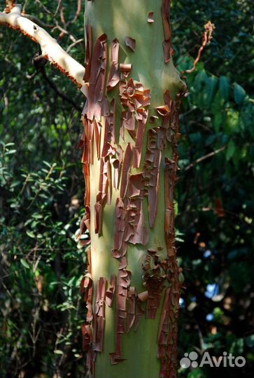 Земляничник мелкоплодный и крупноплодный, семена