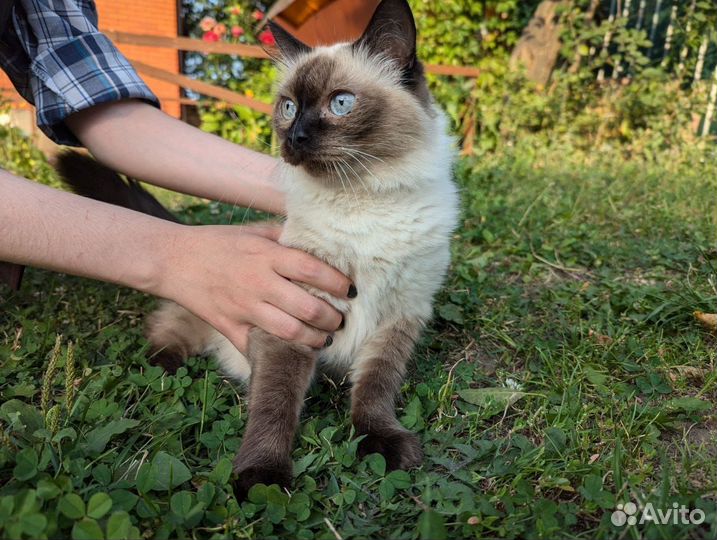 Кошка молодая в добрые руки