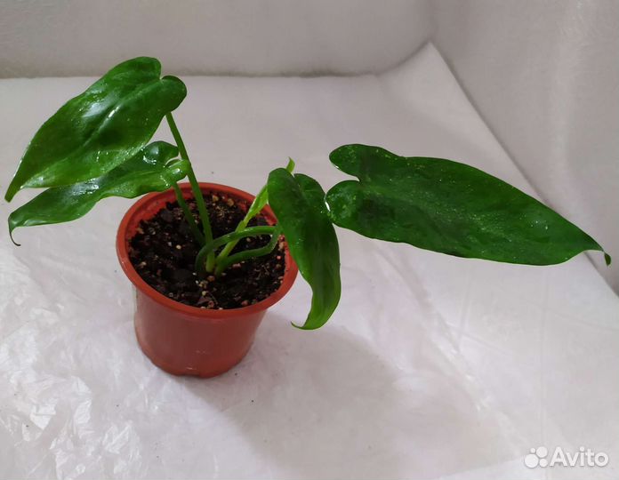 Филодендрон, Сингониум, Монстера