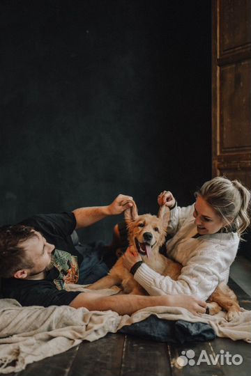 Фотосессия, золотой ретривер, щенок