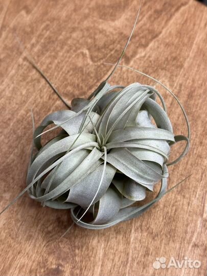 Тилландсия ксерографика