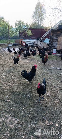 Яйцо инкубационные 