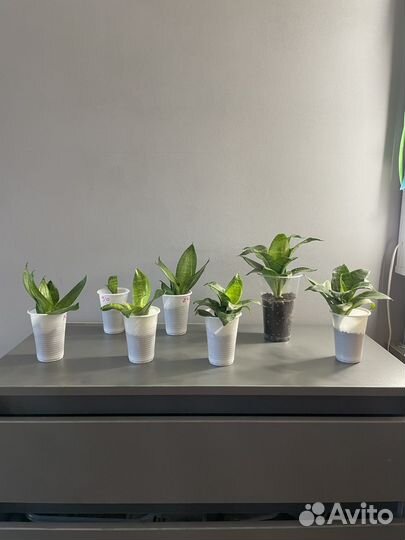 Сансевиерия ханни