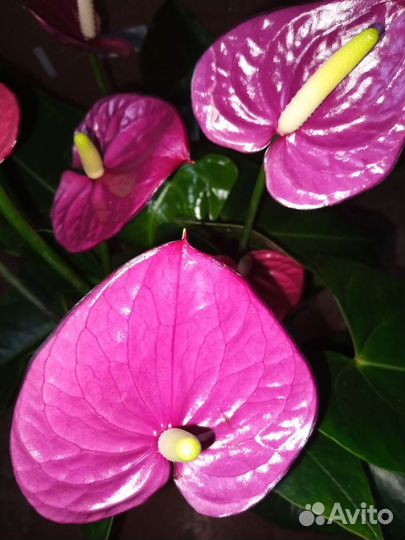 Антуриум Виолет Харт