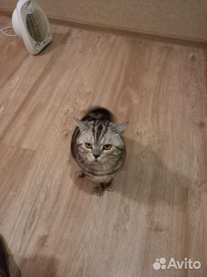 Шотландский кот вязка