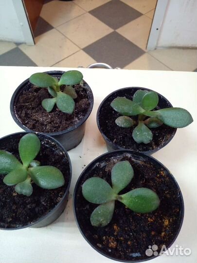 Толстянка (денежное дерево)