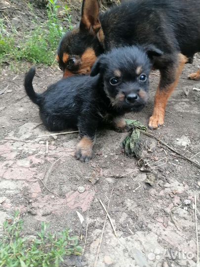 Отдам бесплатно