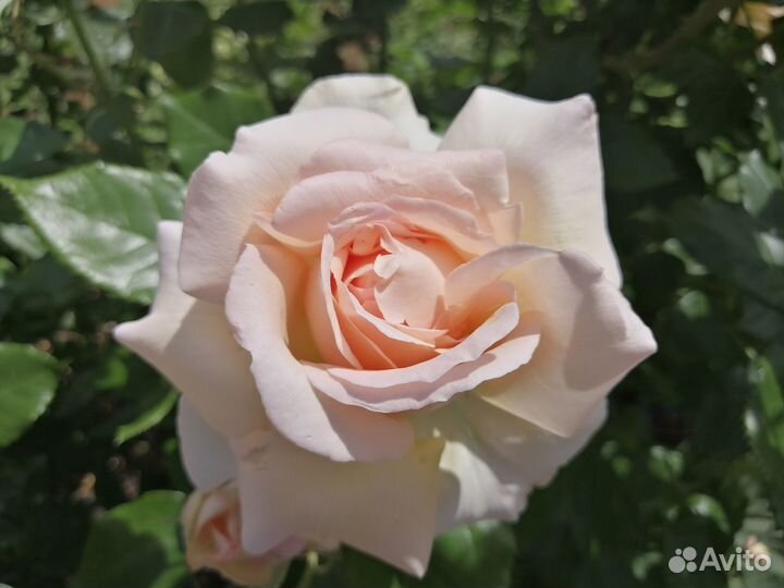 Саженцы роз окс - Осень 2023