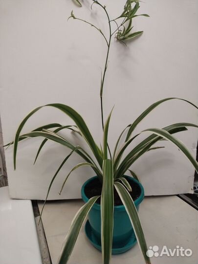 Комнатные цветы. Хлорофитум