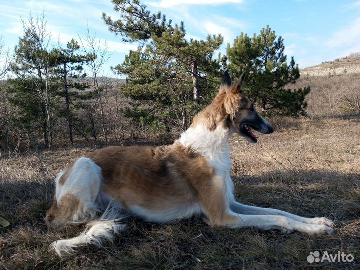 Русская псовая борзая