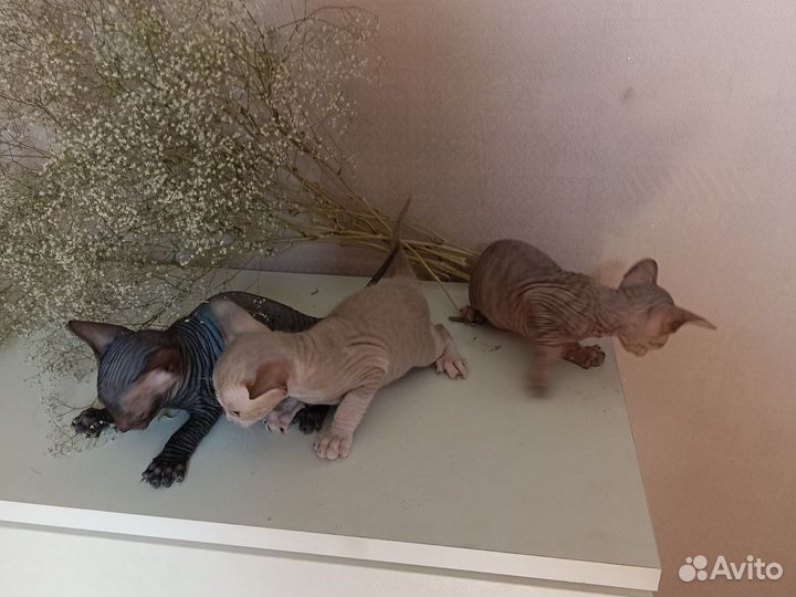 Донской сфинкс котята
