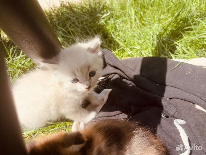 Шотландская