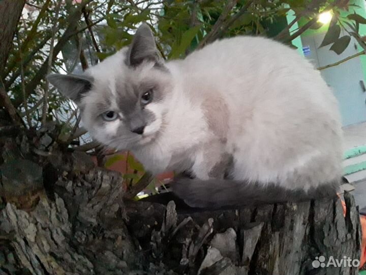 Невская маскарадная