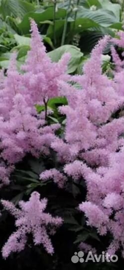 Многолетники неприхотливые для сада