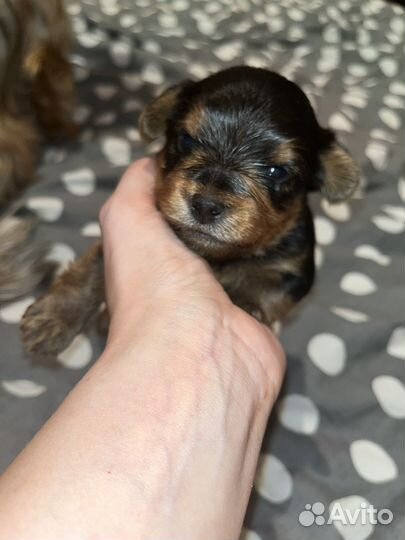 Йоркширский терьер мальчик