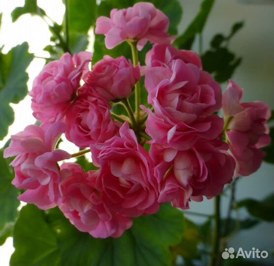 Пеларгонии сортовые