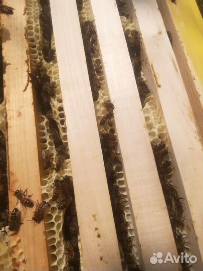 Пчелы и улья