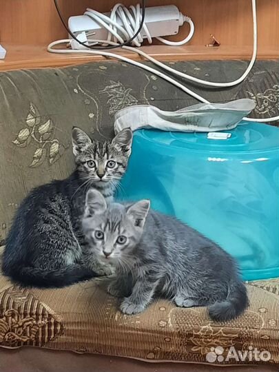 Кошки в добрые руки бесплатно