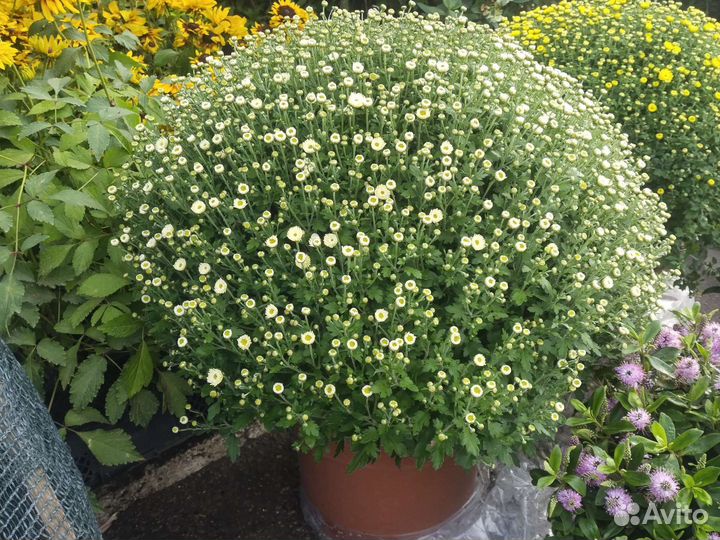 Хризантемы мультифлора