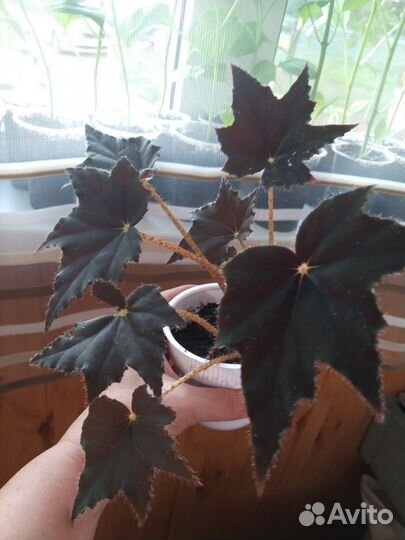 Укорененные черенки