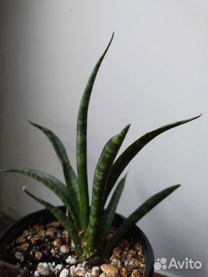 Сансевиерия