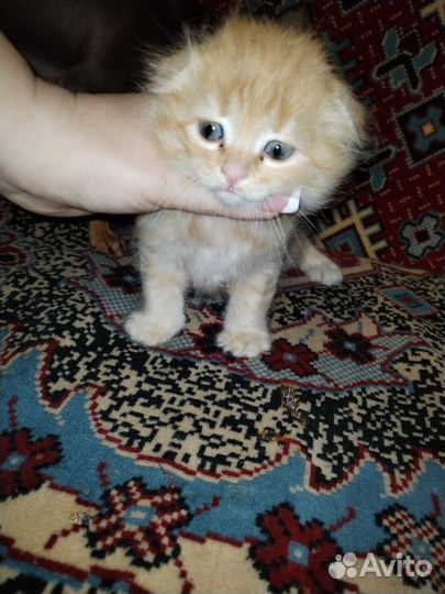 Отдам в добрые руки