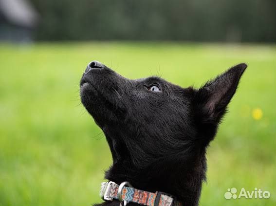 Щенки басенджи