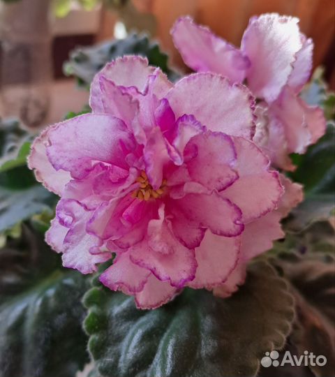 Комнатные цветы: фиалки,суккуленты и т.д