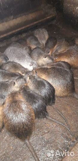 Нутрии на племя