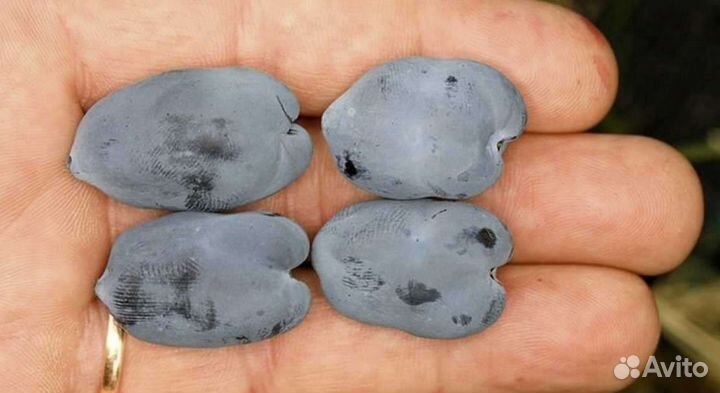 Саженцы жимолости канадской