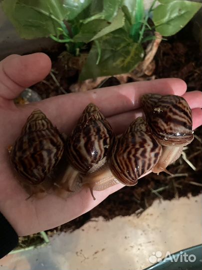Улитка ахатина иммакулята пантера