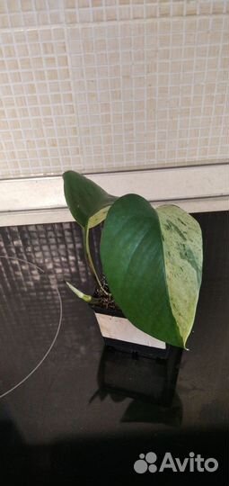 Сциндапсусы эпипремнумы