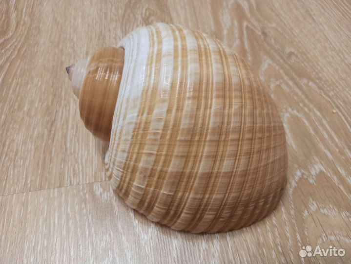 Морская раковина