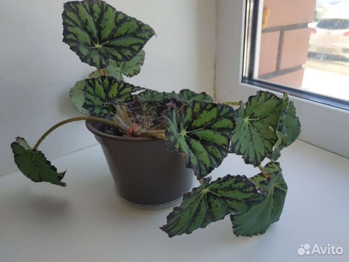 Бегония тигровая