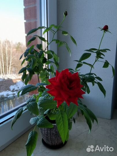 Роза комнатная домашняя