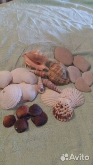 Ракушки и морские камни