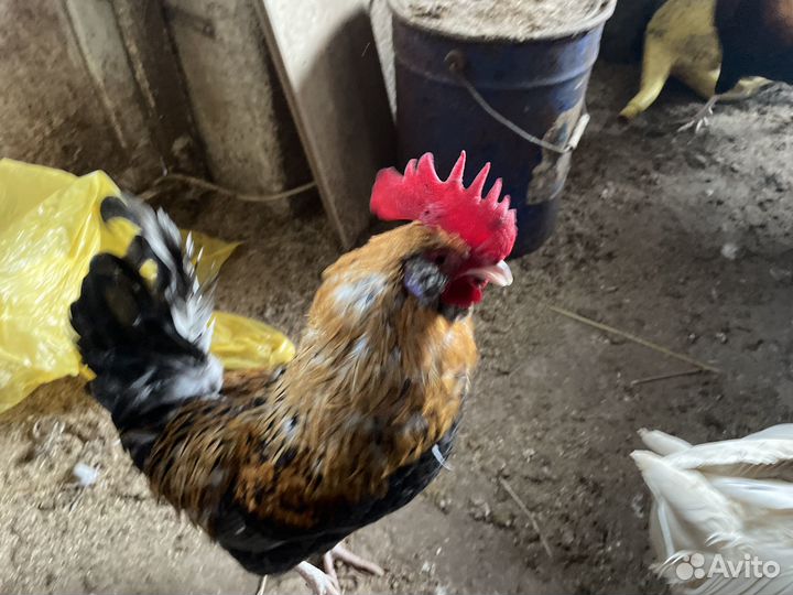 Несушки молодки