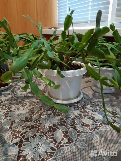 Цветок декабрист