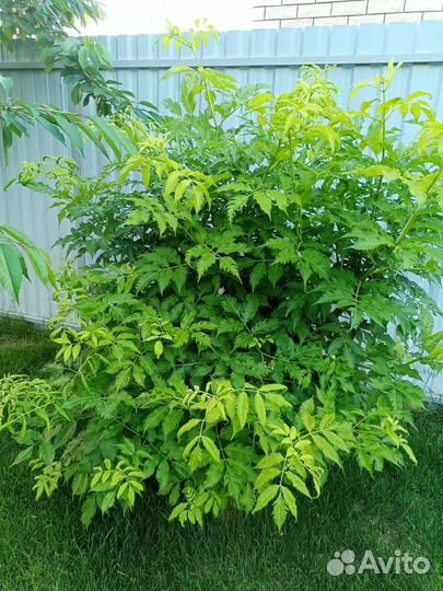 Бузина чёрная Серенада