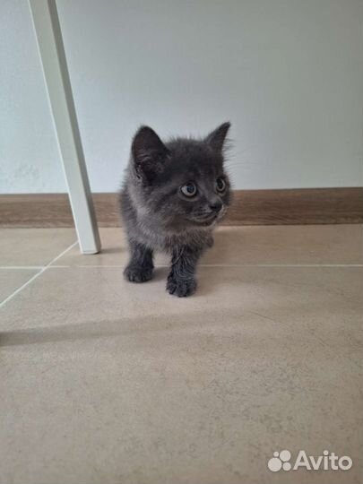 Отдам бесплатно