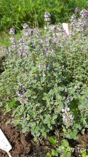 Чабрец-тимьян