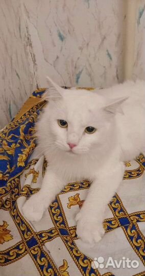 Кот, в добрые руки