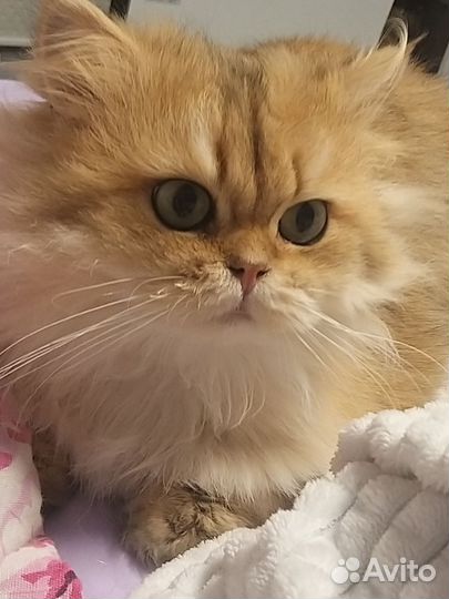 Британский кот вязка