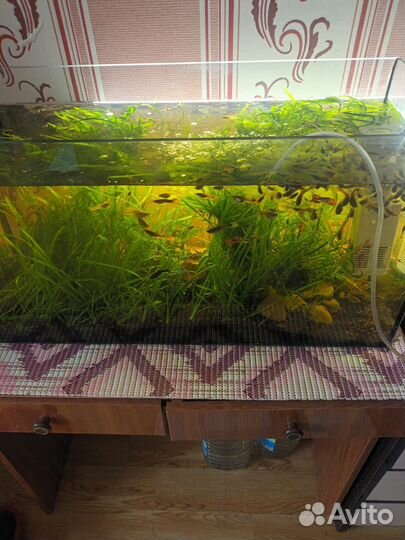 Аквариумные рыбки и аквариумы