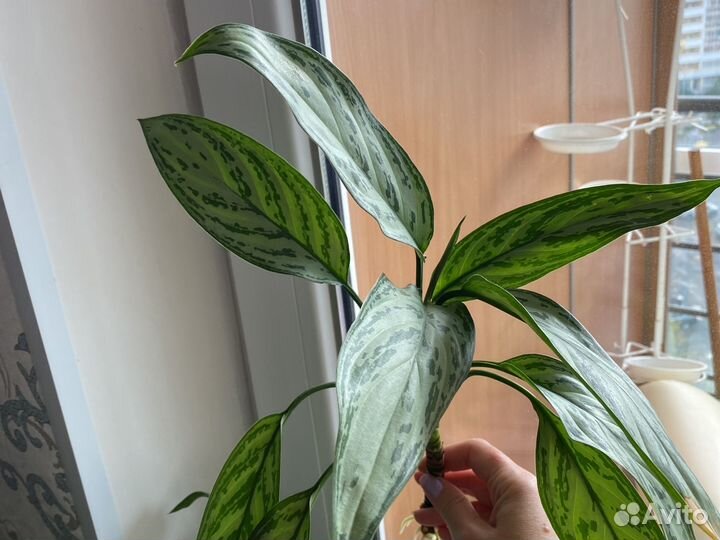 Герань пеларгония